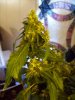 100_0771.jpg