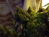 100_0774.jpg
