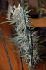 _DSC2507ps.jpg