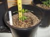 Bert Day Before LST 5-22-10.jpg Bert Day Before LST 5-22-10.jpg