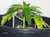 Topped Clone Side View 6-8-10.jpg Topped Clone Side View 6-8-10.jpg