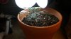 plant 001.jpg