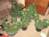 100_1083.jpg