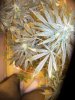 100_2625.jpg