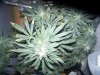 100_2661.jpg