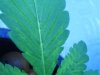 DSCF0088.jpg