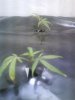 plants & ballast 004.jpg