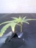 plants & ballast 005.jpg