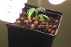 Plant 1.jpg
