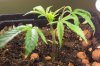 Plant 2 - Look at the nodes!.jpg