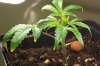 Plant 3 - Beautiful.jpg