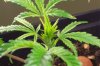 Plant 3 - Closeup.jpg