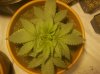 21 Day top View.jpg