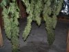 Lemon Widow harvest1.jpg Lemon Widow harvest1.jpg