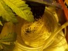 hottuy223 006.jpg