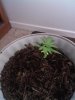 IMG00716-20100611-1613.jpg