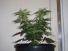 Delicia Before Cutting Clone front view 6-11-10.jpg