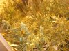 DSC03304.jpg