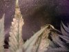 sick plant 3.jpg