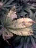 sick flower 1.jpg
