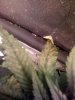 sick flower 2.jpg