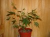 DSC04800.jpg