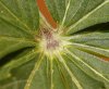 leaf_stem_613.jpg