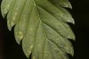 leaf_edges_613.jpg