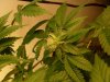 flowering week 3 day 4 006.jpg