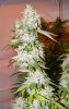 31-jan07-BigFoot-Cola-web.jpg