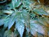 Mazaar leaves.jpg