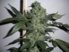 budsII 002 gif.jpg
