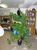 me with weed.jpg me with weed.jpg