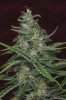 SpaceJill.45daysF6-8..3.jpg