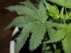 Thing 1 - Shrivelled Leaves.jpg Thing 1 - Shrivelled Leaves.jpg