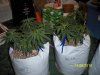 Day37groupBV.jpg