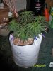 Day37BV1.jpg