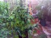Snapshot_20100614.jpg