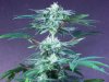 jilly bean clone pic.jpg