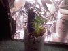 plant5.jpg plant5.jpg