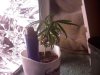 plant4.jpg plant4.jpg