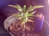 plant2.jpg plant2.jpg