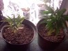 plant1.jpg plant1.jpg
