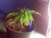 plant3.jpg plant3.jpg