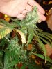 DSC03321.jpg