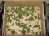 DSC03318.jpg