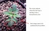 Sick plant top view.jpg