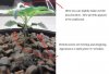 Sick plant side view 2.jpg