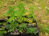 100_0723.jpg