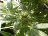 new weeed 023.jpg
